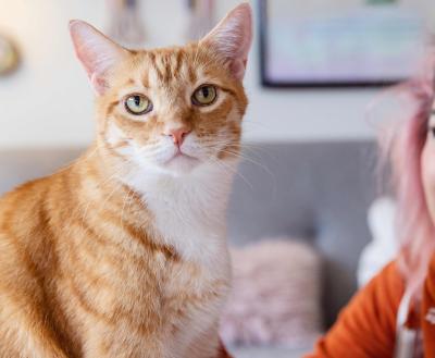 Orange tabby cat with white next to a woman who is looking at him with her chin in her hand
