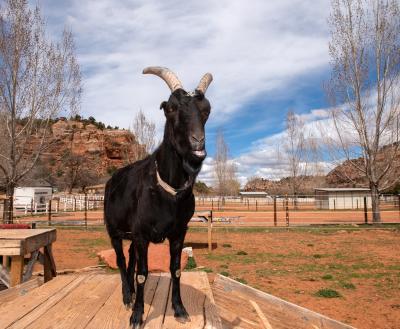 Goat standing in canyon pasture