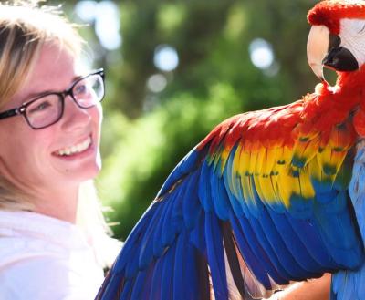 Colorful parrot perched on person's arm