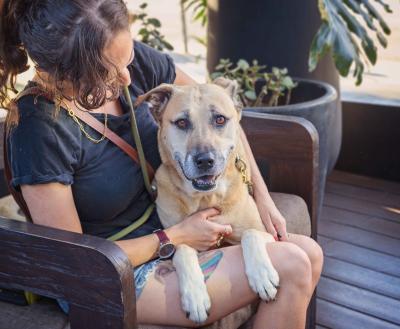 Dog resting on a person's lap. Unique pet memorial gifts can help comfort someone grieving the loss of a pet.