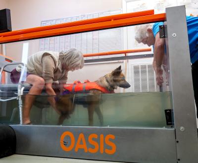 dog being treated by caregivers in hydrotherapy tank