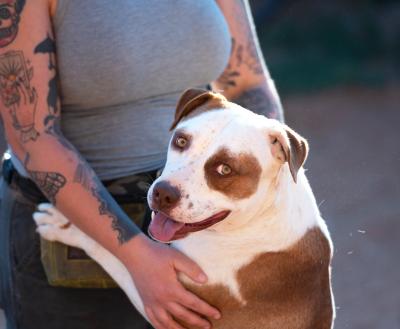 Person petting a big dog 