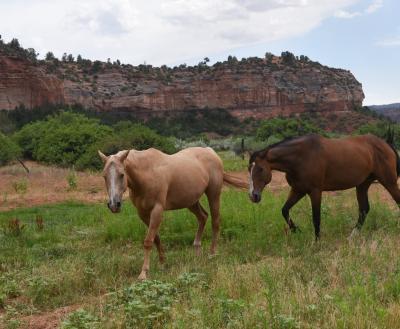 Three horses walking in canyon pasture