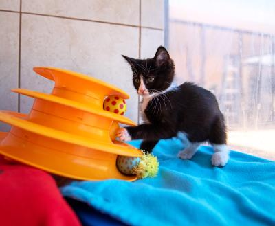 Small kitten playing with a toy on the floor