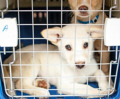 Two puppies in a crate