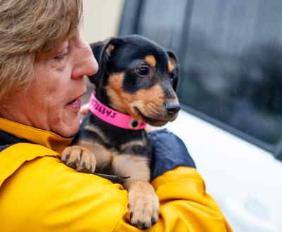 Person wearing a yellow raincoat carrying a black and tan puppy wearing a paper collar to a transport van