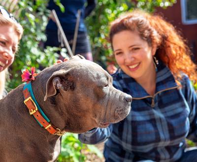 A gray pit bull terrier between two smiling people