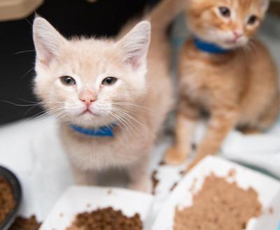 Two kittens with a variety of different kinds of food in front of them