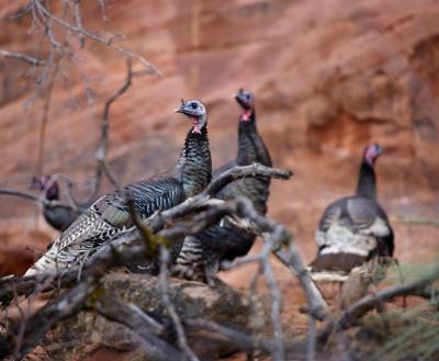 wild turkeys in canyon