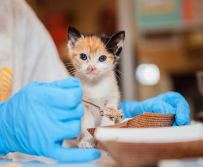Person with blue-gloved hands feeding food to a calico kitten