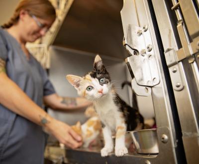 Calico kitten in shelter cage next to shelter worker