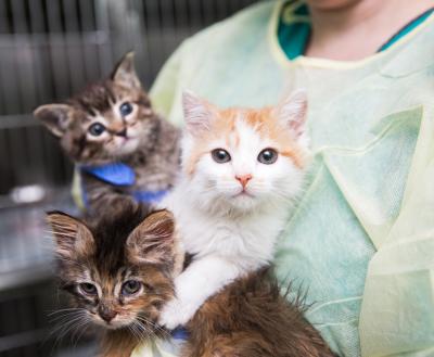 Three tiny kittens being held by a person in a shelter setting