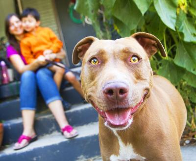 Smiling dog in front of two people sitting on a front porch