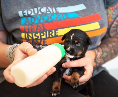 Person bottle feeding a tiny puppy