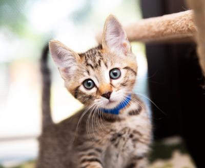 Tiny striped kitten looking at the camera