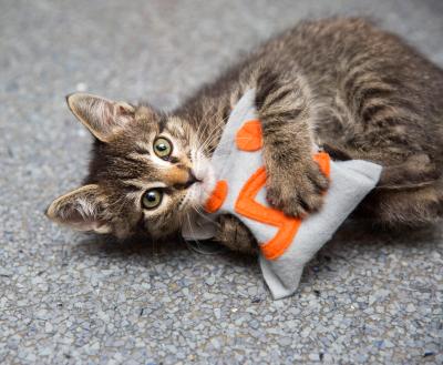 Kitten playing with catnip toy pillow
