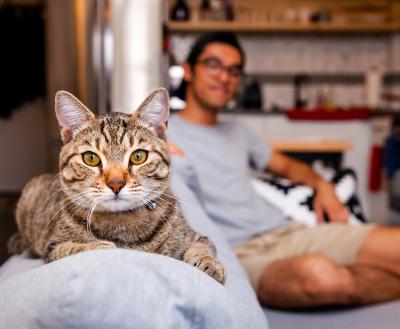 Cat with a person on a couch in a home