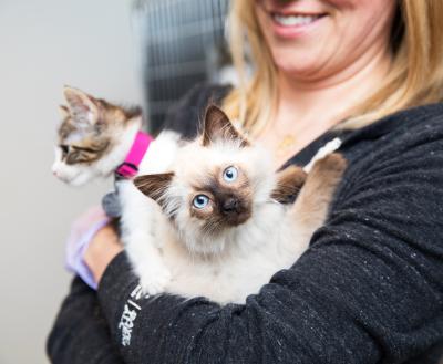 Person holding two tiny kittens in their arms