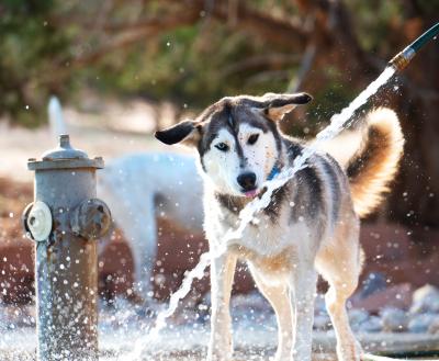 Dog playing in water from hose