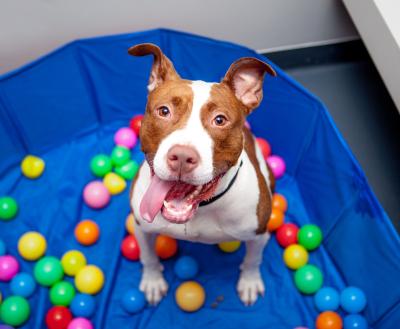Smiling dog surrounded by dog toys