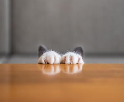 Kittens paws on the edge of a table with its ears peeking up behind them