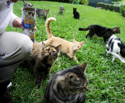 Person feeding a group of cats outdoors