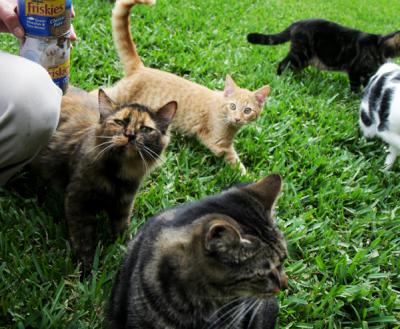 Person feeding canned Friskies cat food to a group of community grass on some green grass