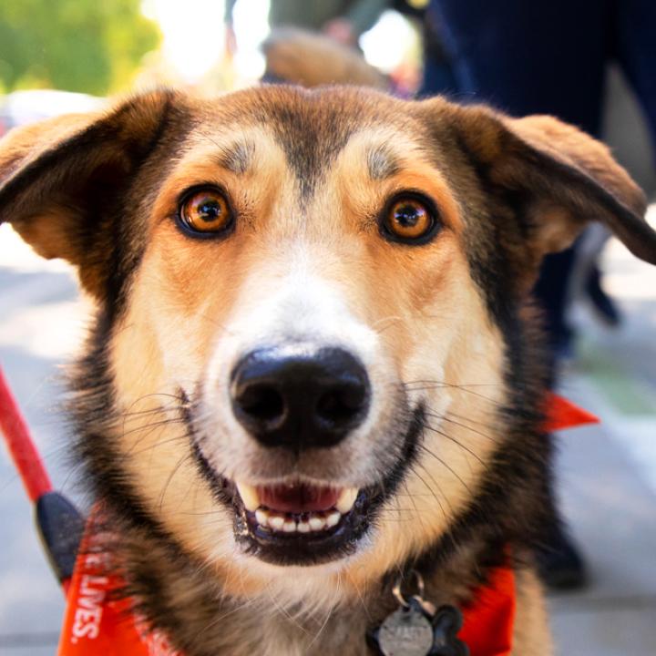 Strut Your Mutt in Salt Lake City Best Friends Animal Society