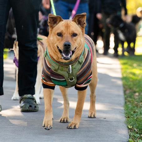 People walking a dog wearing a multicolored sweater at Strut Your Mutt in Salt Lake City