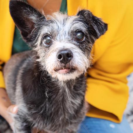Person sitting on a cozy rug with a small dog