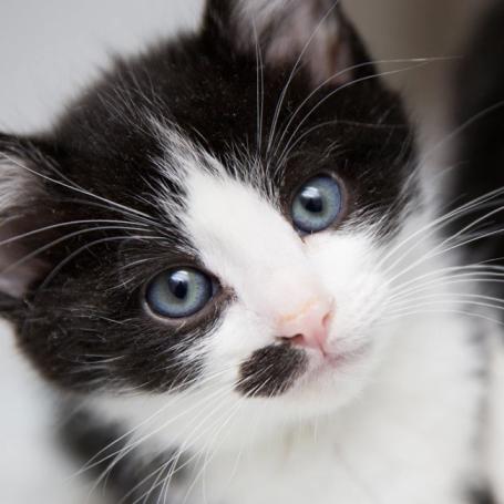 Small fuzzy kitten with blue eyes