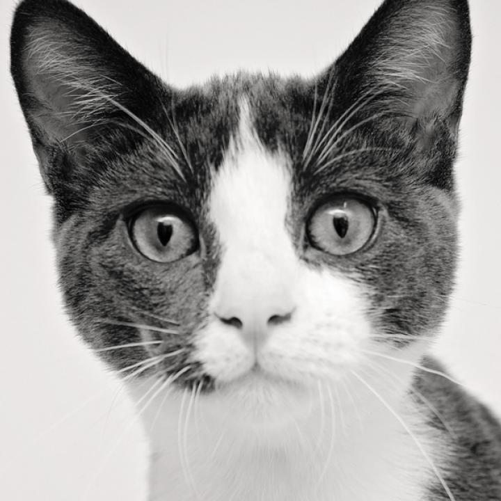 Black and white cat in shelter