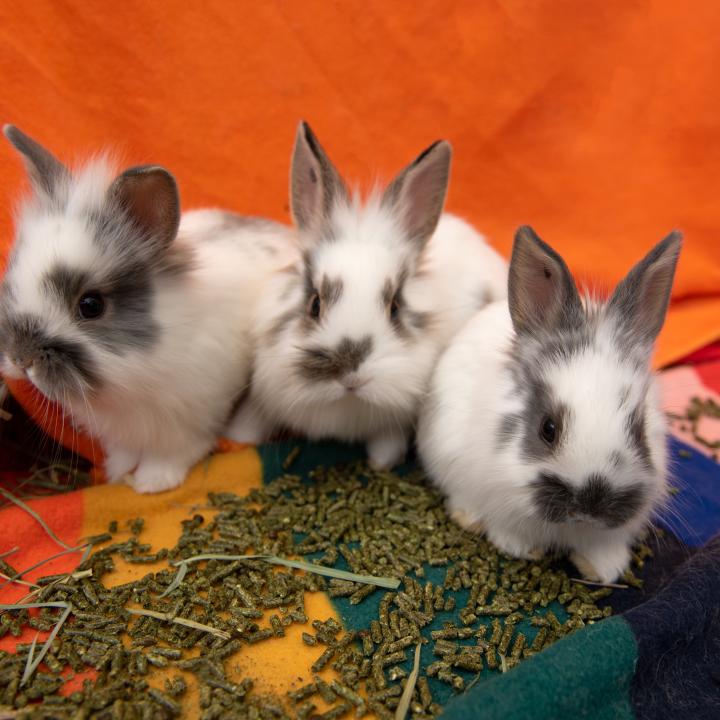 3 baby grey and white bunnies