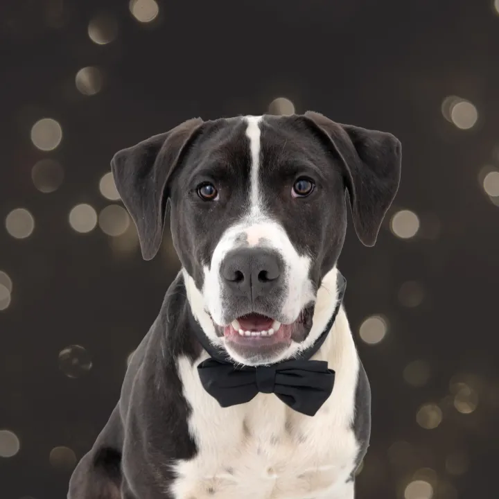 Dog in front of a sparkly background wearing a bowtie