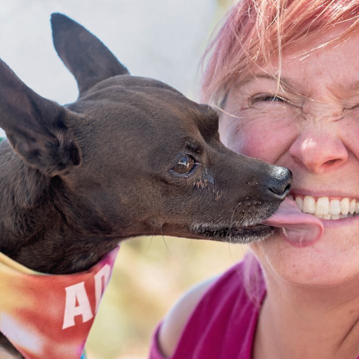 Bandanna-wearing black dog licking the face of a smiling person