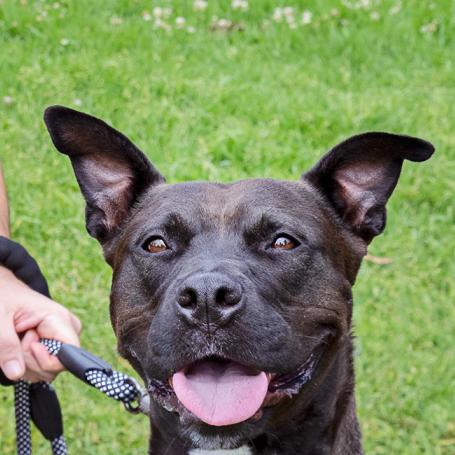 Two people outside on grass with a brindle and white dog on a leash