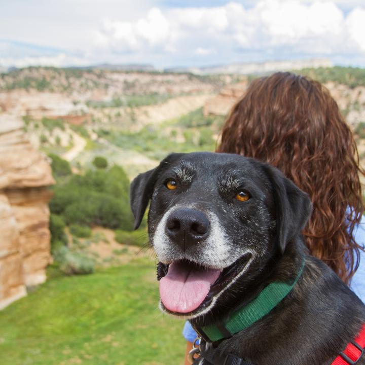 Person and dog overlooking a canyon in the Utah desert