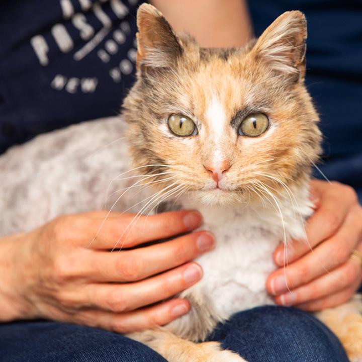 Pair of people with a senior calico cat in their laps