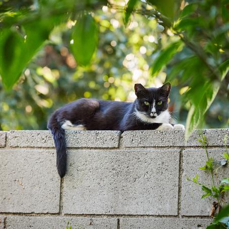 black and white community cat lying on a cinder block wall
