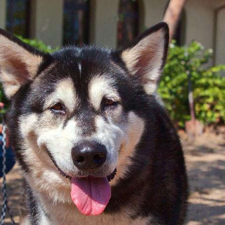 Smiling person kneeling outside with a happy big dog