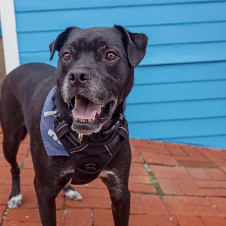 Dog standing in front of a home on a brick pathway