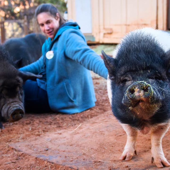 Volunteer sitting on the ground with two happy pigs