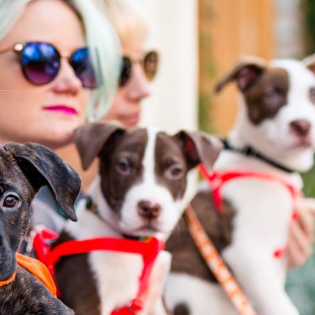 Group of volunteers with three puppies sitting along a busy SoHo sidewalk in New York City