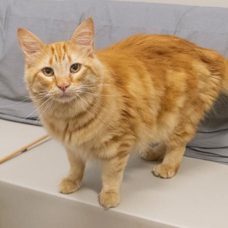 orange cat on white couch