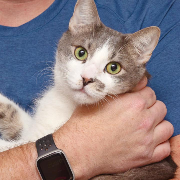Person holding a cat in their arms