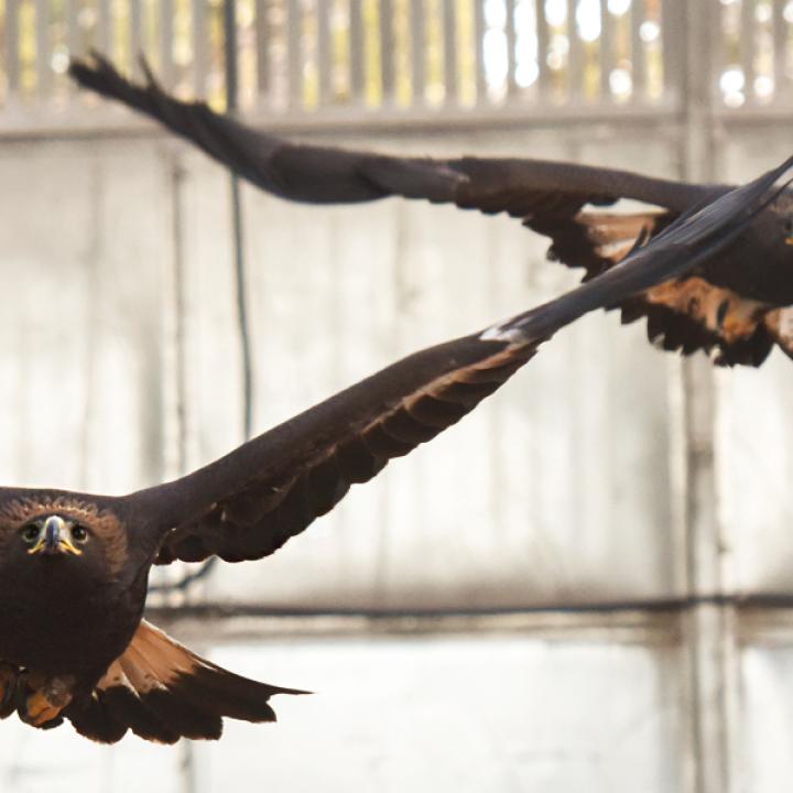 Two golden eagles flying side-by-side in an enclosed flight space