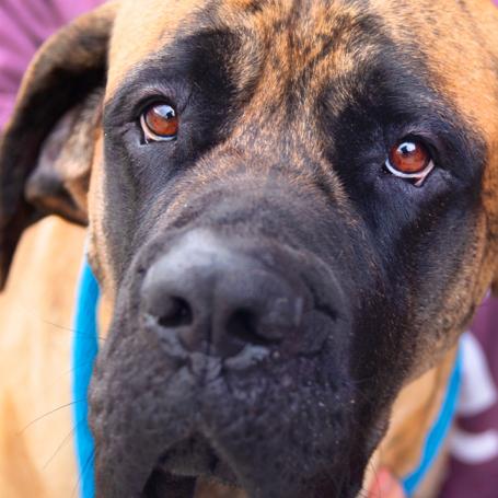 Person kneeling down on a sidewalk next to a big dog