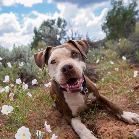 Brown and white dog lying in a canyon field of wildflowers