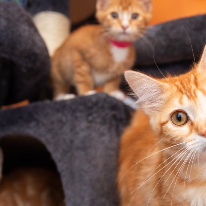 Orange kittens perched on a cat tower