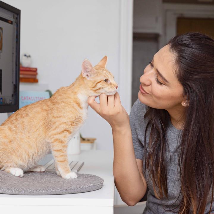 Person scratching the chin of an orange tabby cat